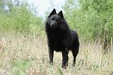 SCHIPPERKE 559